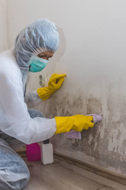 Best Water Damage & Mold Remediation  in Van Wert, OH