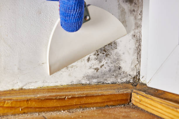 Best Mold-Related Health Consultation  in Van Wert, OH