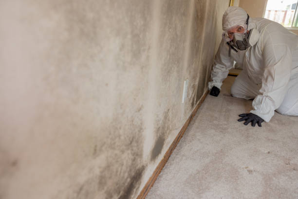 Best Real Estate Mold Inspection  in Van Wert, OH